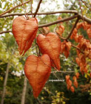 باران طلایی